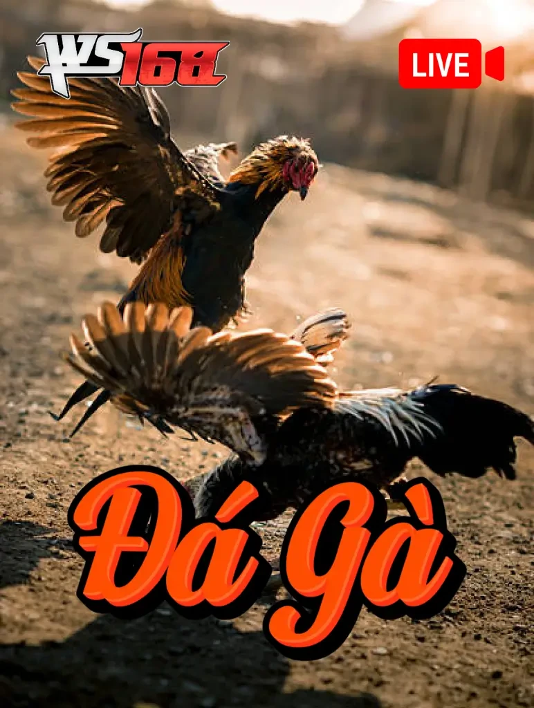 K88 Đá Gà Livestream